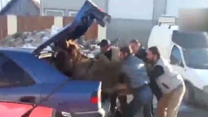 Doar în România: Patru bărbaţi au îndesat un măgar în portbagajul unei maşini Doar în România: Patru bărbaţi au îndesat un măgar în portbagajul unei maşini