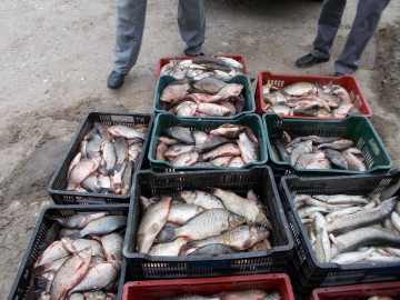 260 kilograme de peşte, confiscate în zona Midia