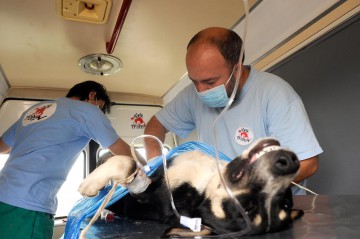 Sterilizări gratuite pentru câinii cu stăpân din Medgidia