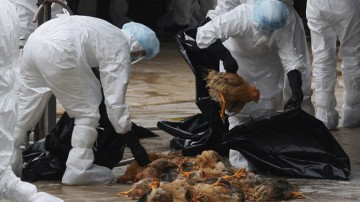 Alertă de gripă aviară! O lebădă a fost găsită moartă în Portul Constanța