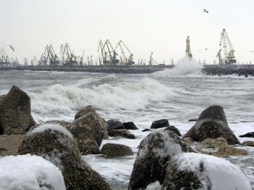 COD GALBEN de vânt în Dobrogea