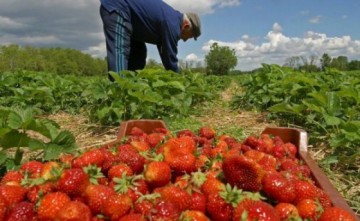 100.000 de români care muncesc în străinătate riscă să-şi piardă serviciul. ANAF a dispus blocarea conturilor companiilor respective