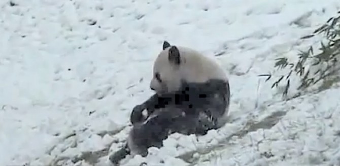 Bucuria unui urs panda: prima zăpadă! Bucuria unui urs panda: prima zăpadă!