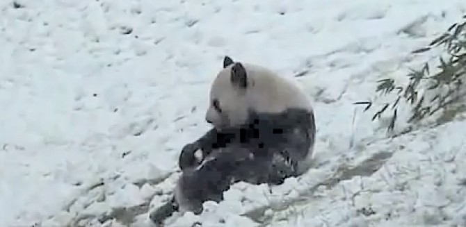 Bucuria unui urs panda: prima zăpadă!