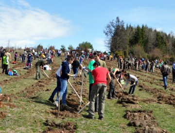 Zone de recreere, împădurite la Vulturu