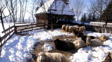 Parlamentarii au făcut-o şi pe asta! Au reglementat numărul de câini ADMIS la stână