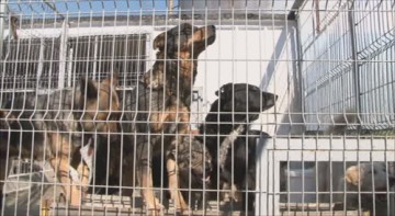 Câini omorâţi în bătaie! Angajaţii Serviciului Ecarisaj, cercetaţi în Comisia de Disciplină a Primăriei Năvodari