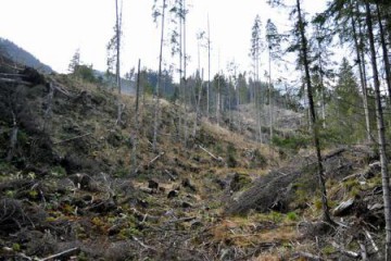 Cioloș: Tăierile ilegale de pădure sunt o problemă de siguranță națională