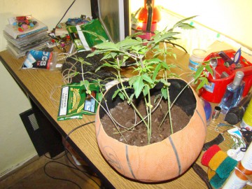 Noi reglementări pentru cultivarea unor plante ce conţin substanţe psihotrope şi stupefiante