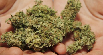 Cât costă marijuana