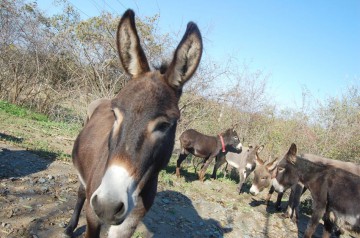 Terapie cu măgăruşi pentru copiii cu dizabilităţi