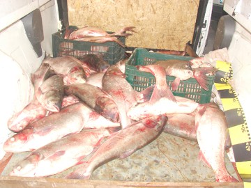 Aproximativ 90 kilograme peşte şi 1,5 kilometri de plase de pescuit, confiscate de poliţiştii de frontieră tulceni