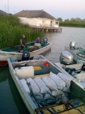 S-a dat startul contrabandei cu melci de mare: rapane şi bărci cu motor de 75.000 de euro, confiscate de la braconieri