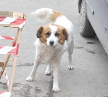 Un câine fără stăpân a făcut prăpăd într-o gospodărie din Năvodari