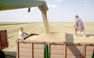 Transporturi ilegale de cereale, interceptate în Constanţa