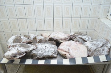 Evaziune fiscală şi braconaj piscicol cu calcan