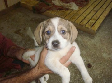 Târg de adopţie a câinilor comunitari, la Mangalia