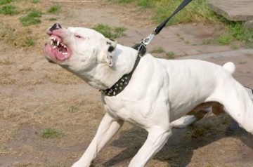 Câini Pitbull, confiscaţi de la cămătari