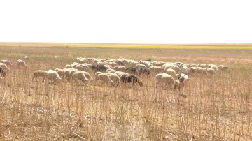 Percheziţii în Mihai Viteazu, la „campionii” în furturi de animale!