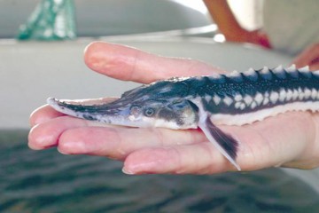 1.000 de puieţi de păstrugă eliberaţi în apele Dunării