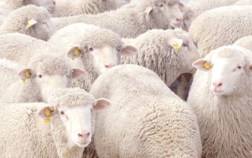 Angajatul unei ferme din Poiana, prins în timp ce fura oi