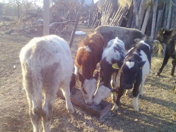 Zeci de ovine şi 7 viţei, furaţi de doi fraţi din Cuza Vodă