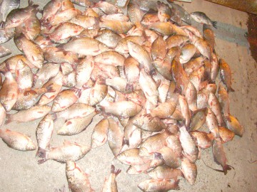 Zeci de kilograme de peşte, confiscate de poliţiştii de frontieră
