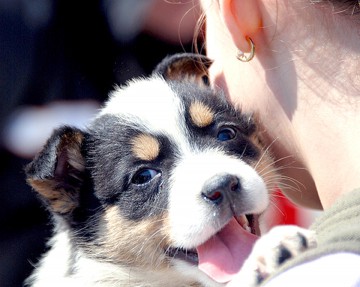 Se fac adopţii de câini la Biobaza din Constanţa