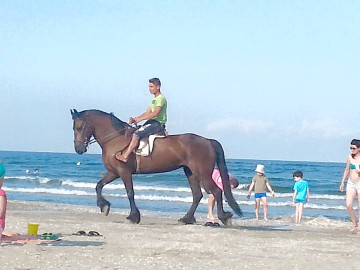 După ponei şi taximetre, pe plaja din Mamaia au apărut şi caii