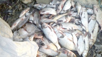 Zeci de kilograme de peşte, confiscate de poliţiştii de frontieră