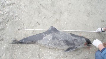 Delfini eşuaţi pe plajele din Venus şi Mamaia
