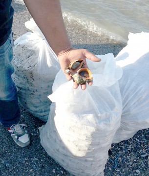 Braconier de delicatese marine. Bărbat din Teleorman, prins cu 14 saci de rapană în Constanţa