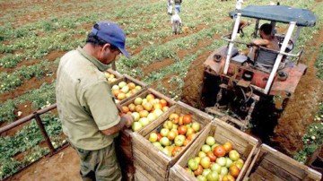 Profiturile fermierilor, retezate de secetă