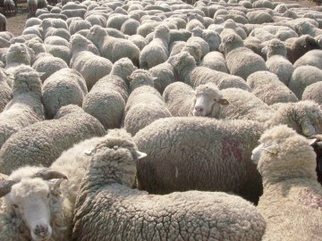 Crescătorii de animale din Kogălniceanu, lăsaţi cu laptele în soare, la poarta fabricii Dorna