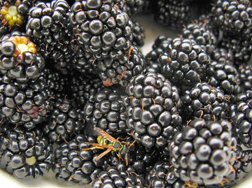 Fructele de pădure, exportate cu succes pe piața europeană
