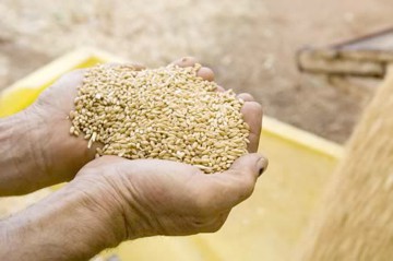 Constantin: Producţia de grâu este “uşor mai bună” decât în 2014