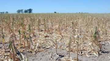 Românii afectaţi de secetă, despăgubiţi de Guvern