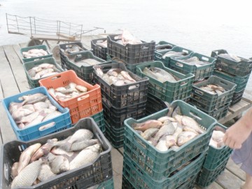 Două ambarcaţiuni şi sute de kilograme de peşte, confiscate de poliţişti!