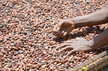 Producţii mai mici de cacao