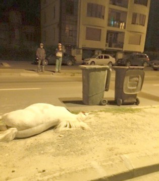 Accident bizar pe strada Dezrobirii: o maşină a lovit un ponei