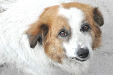 O femeie din Cernavodă, atacată de un câine. Poliţia o caută să afle detalii