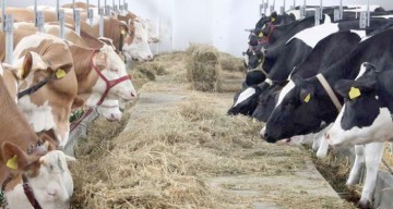 Crescătorii de animale se declară în pragul falimentului