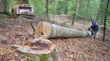 Romsilva va valorifica 3.500 tone fructe de pădure