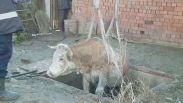 Pompierii au intervenit la Topraisar: o vacă a căzut într-o canalizare!
