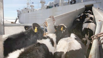 ANSVSA negociază condiţiile pentru exportul de bovine vii în Egipt
