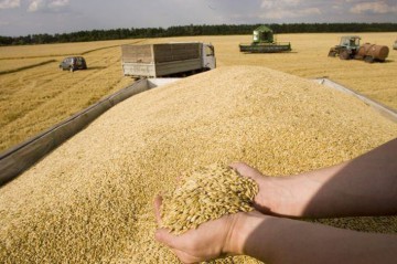 Rusia pregăteşte o reducere a taxei la exporturile de grâu