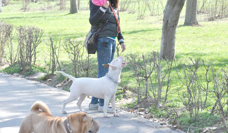 Câini de luptă, antrenaţi ilegal pe un teren din zona Soveja Câini de luptă, antrenaţi ilegal pe un teren din zona Soveja