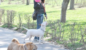 Câini de luptă, antrenaţi ilegal pe un teren din zona Soveja