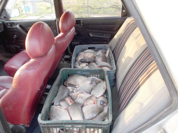 Transport ilegal de peşte, descoperit de poliţiştii de frontieră