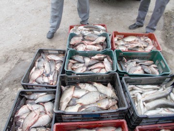 Transport ilegal de peşte în zona Pardina